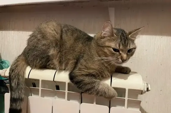 Пропала кошка, Бологое, Балкона 23