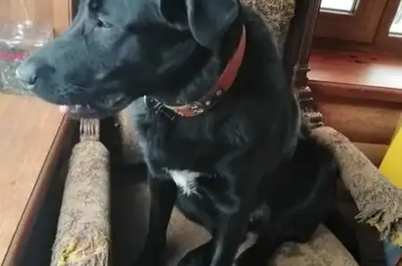 Пропала собака в Трубачеевке, МО