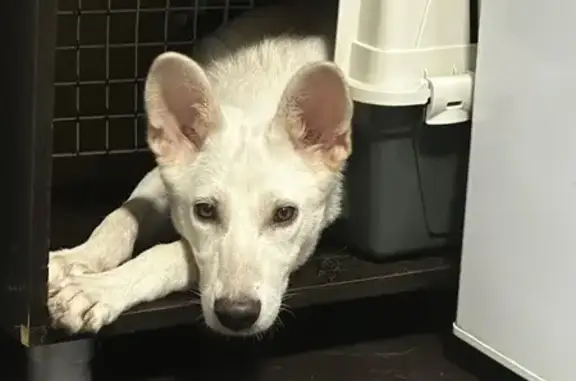 Собаки потеряшки, , фото: Потеряшка собака, ул. Коминтерна, Тверь