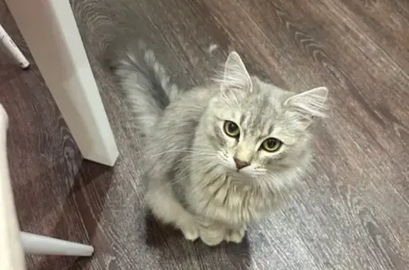 Кошки потеряшки, Усолье-Сибирское, фото: Потеряшка кошка, ул. Коростова 33, Усолье