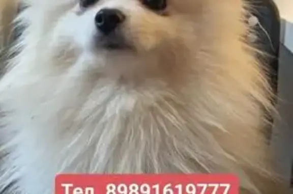 Пропала собака, Сочи, ул. Лысая Гора, 38/1