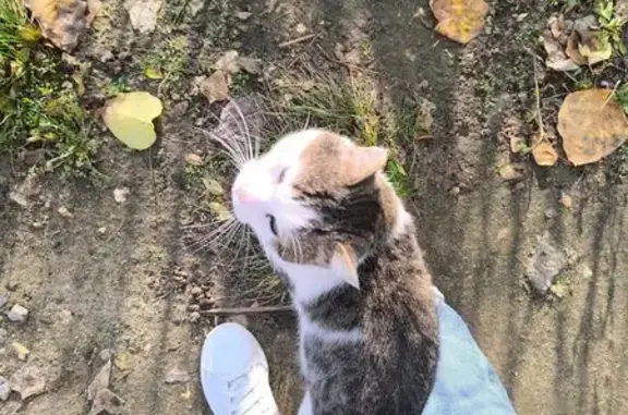 Кошка найдена: ул. Н. Отрады, 40, Волгоград