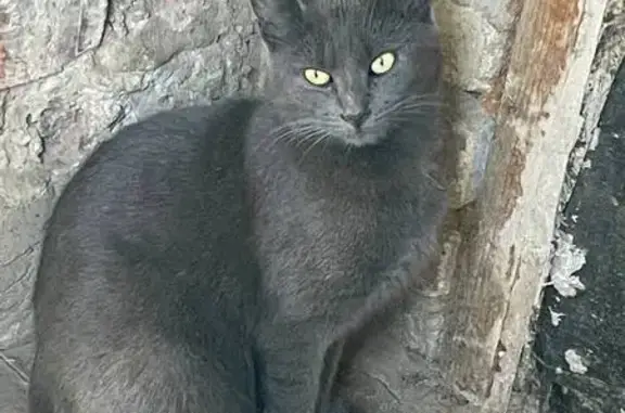 Пропала серая кошка, Тула, Тульская обл.