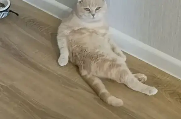 Найдена кошка, , фото: Кошка найдена: Читинская ул., 5/1