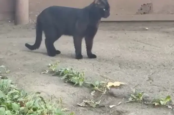 Кошка найдена: Хоромный тупик, Москва