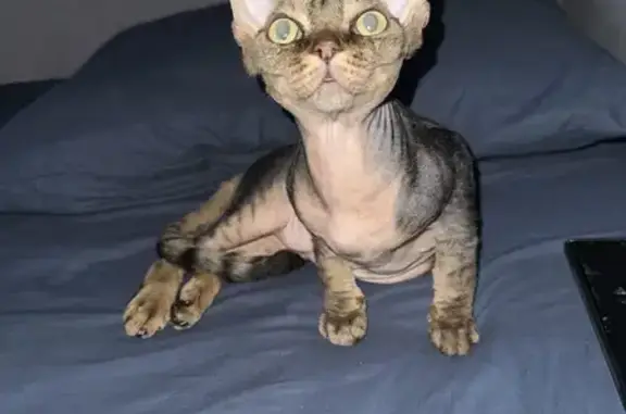 Пропала кошка, Севастополь