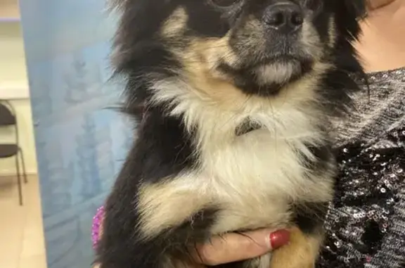 Найдена собака, Рязань, фото: Собака найдена: Лесопарковая 18, Рязань