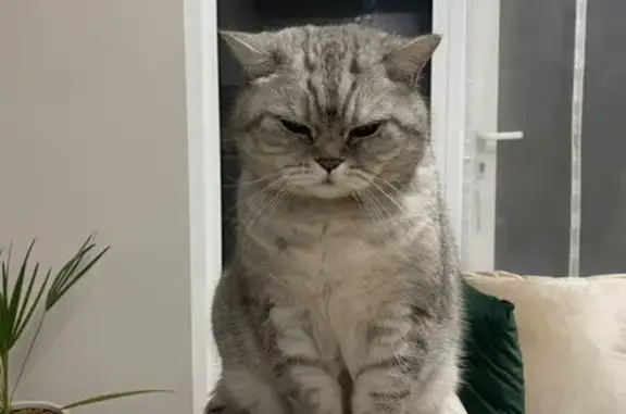 Пропал серый кот, ул. Ленина, 171А