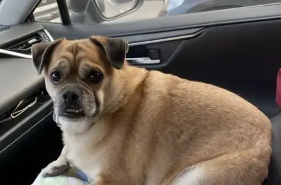 Найдена собака, Красноярск, фото: Собака найдена: Норильская ул., 46, Крск