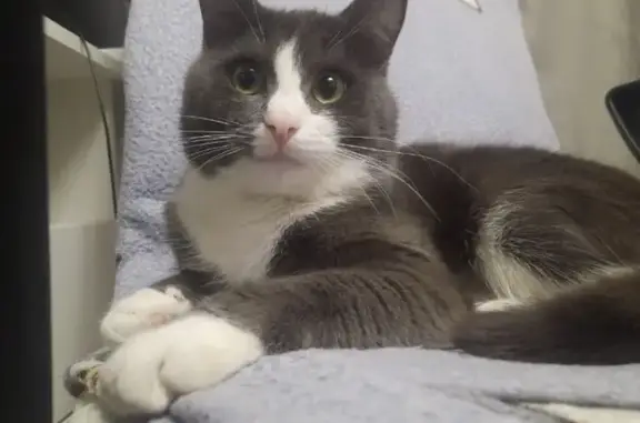 Пропал кот Гуфи, 4-й Северный пер., 20