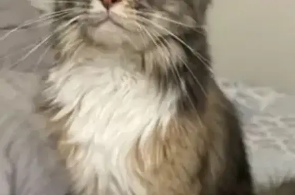 Пропала кошка, ул. Куйбышева, 35, Ялуторовск