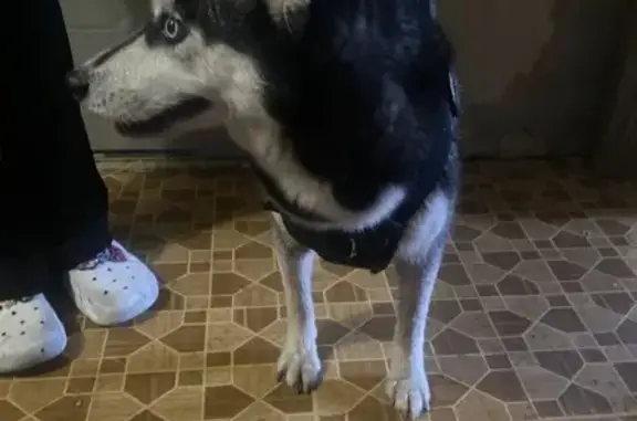 Найдена собака, Жуковский, фото: Собака найдена: Жуковский, 46Н-02481