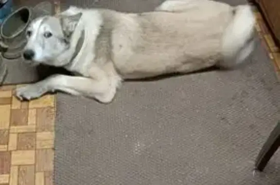 Пропала собака в деревне Тростье