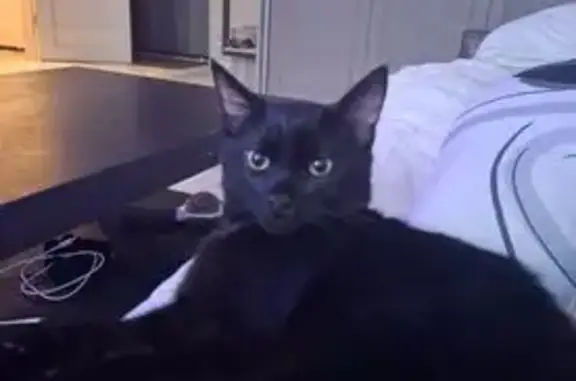 Кошки потеряшки, Подольск, фото: Потеряшка кошка, Литейная 8, Подольск