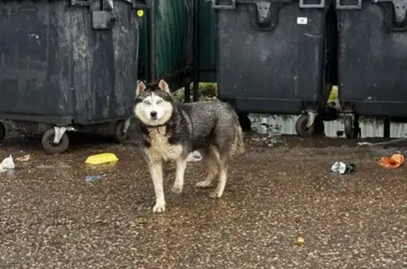 Найдена собака, Московская область, фото: Найдена собака в Ершово, МО