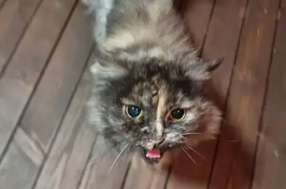 Найдена кошка, Кратово, фото: Кошка найдена в Кратово, ул. Шоссейная