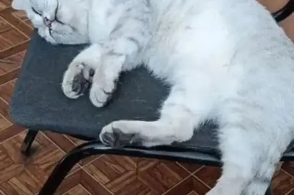 Пропала кошка, Планировочная, Тамбов