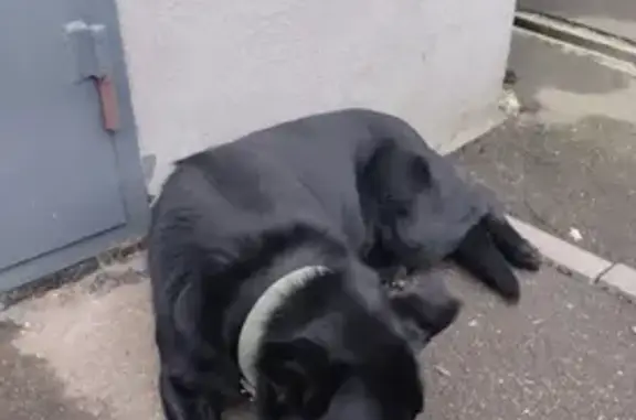 Найдена собака, Калуга, фото: Собака найдена на Минской улице, Калуга