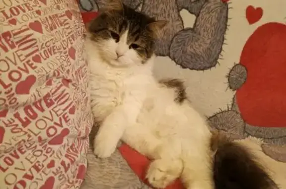 Пропала кошка, Кондопожская 4, Птз.