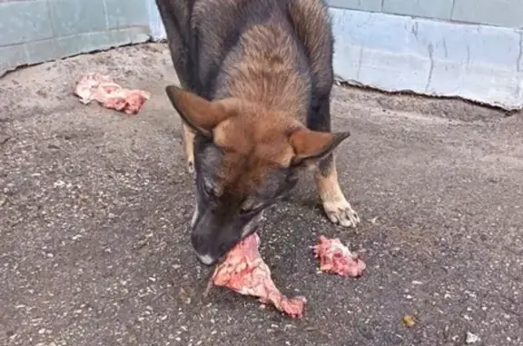 Щенок найден у хевешского рынка, Чебоксары