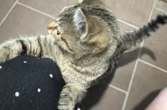 Найдена кошка, Омск, фото: Котенок ищет дом, Осоавиахимовская 290