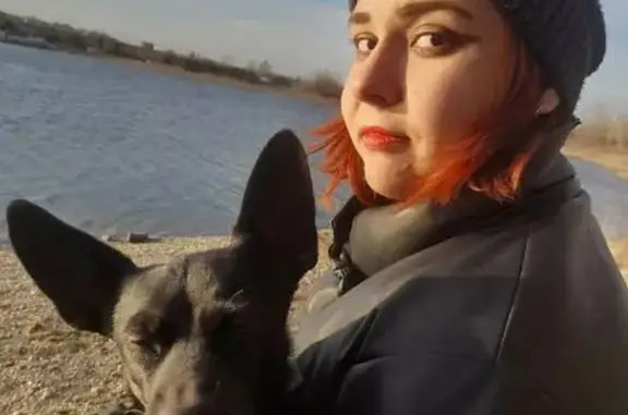 Собаки потеряшки, Иркутск, фото: Потеряшка собака, Трудовая 73, Иркутск