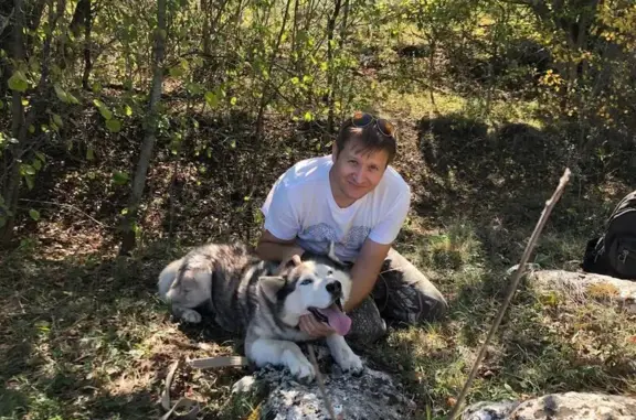 Собаки потеряшки, , фото: Потеряшка собака, Софиевка, 35К-001