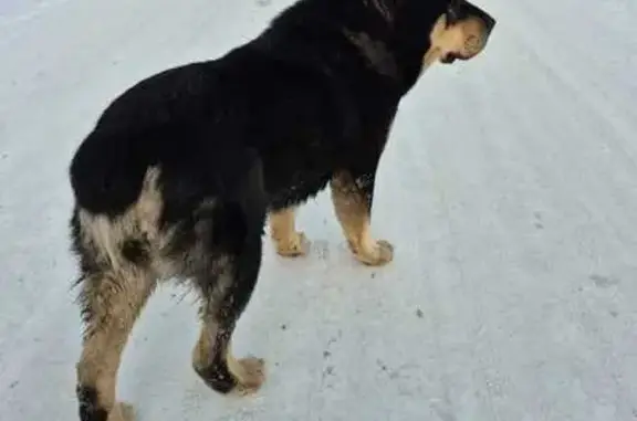 Найдена собака, , фото: Собака найдена на Баррикад, Иркутск