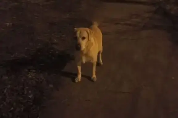 Найдена собака, , фото: Найдена собака, Ворошилова 2А, Тольятти