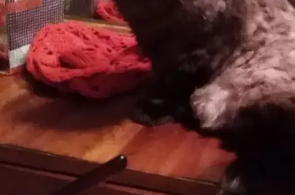 Потерянные животные Рубцовск, фото: Пропала кошка, Юбилейная 28, Рубцовск