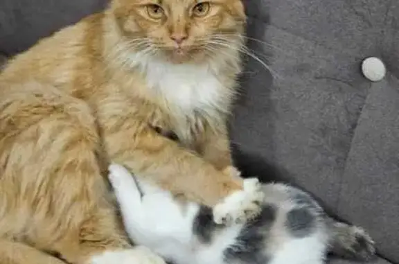 Пропала кошка в Поддубье, Тверская обл.