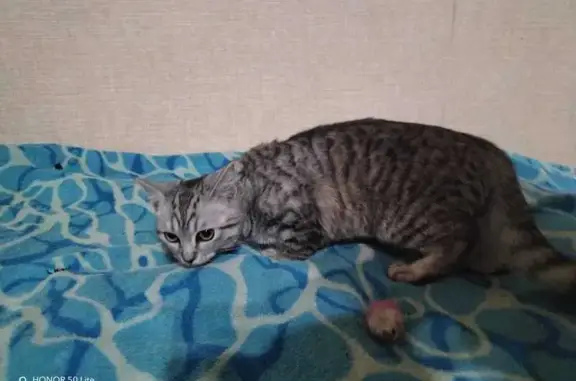 Найдена кошка, Стерлитамак, фото: Кошка найдена, Голикова 28, Стерлитамак