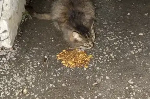 Кошка найдена у подъезда, Уфа, Уфимское ш., 18/2