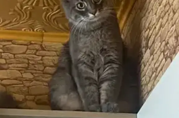 Пропала кошка, Тракторная ул. 7, Ростов