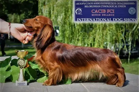 Пропала собака, Кронштадт, Санкт-Петербург