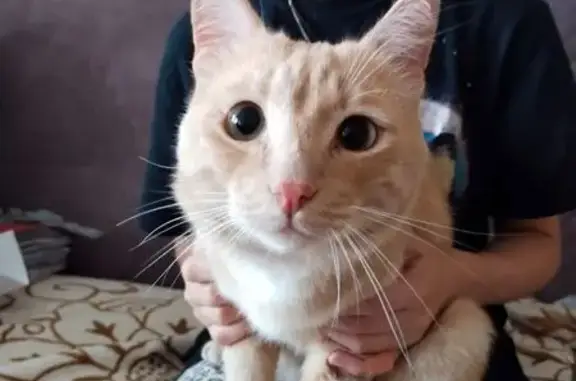 Пропала кошка, Малая Гальянская 40