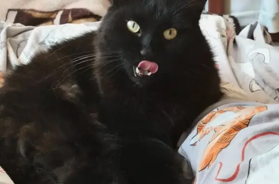 Кошки потеряшки, Краснодарский край, фото: Потеряшка кот Тимоша, Марьина Роща