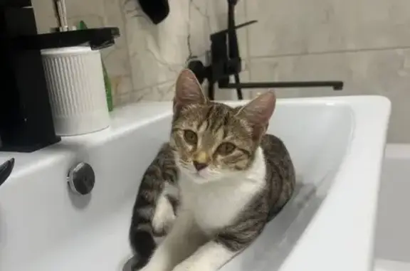 Пропала кошка, 1 кв. д. 39, Озерки