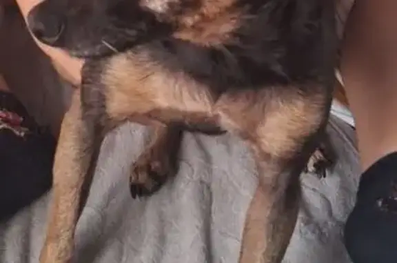 Пропала собака, ул. Пушкина, Волжский