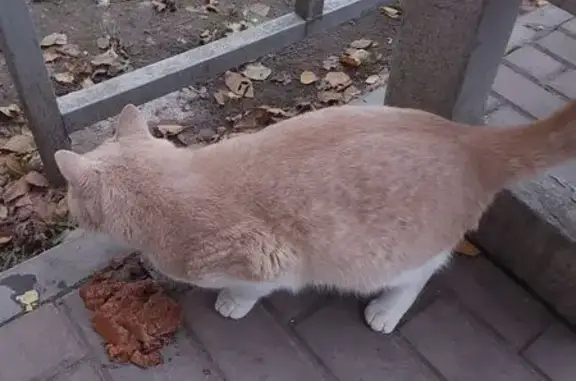 Найдена кошка, Астрахань, фото: Кот найден: ул. Куликова, 54, Астрахань