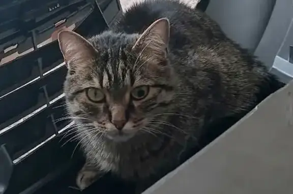 Кошки потеряшки, Кемь, фото: Потеряшка кошка в Кеми, Карелия