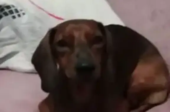 Пропала такса, Ростов-на-Дону