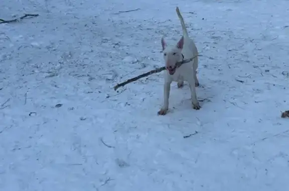 Собаки потеряшки, Хабаровск, фото: Потеряшка собака, Большая ул. 9, Хабаровск