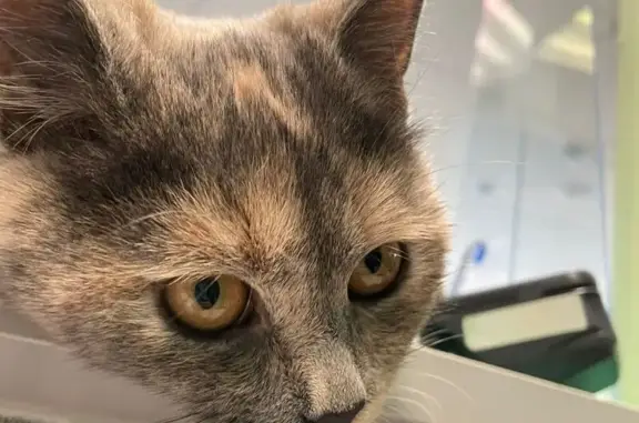 Пропала кошка Кира, Запольная 56, Курск