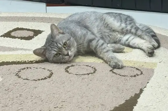 Потерянные животные Ноябрьск, фото: Пропала кошка, Ясная ул., Ноябрьск