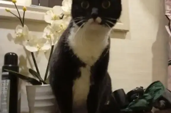 Найдена кошка, Санкт-Петербург, фото: Кошка найдена у пр. Науки, 14к7, СПб