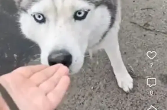 Пропала собака: Биологическая ул., 18Е