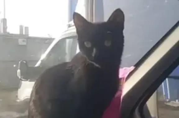 Пропала кошка, Октябрьская ул., 49, Орёл