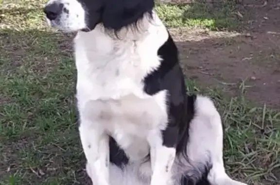Пропала собака в с. Серетино, Белгородская обл.