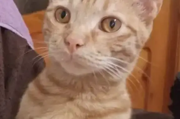 Пропал кот, ул. Кобякова, 29, Дербент